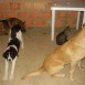 Mis perros